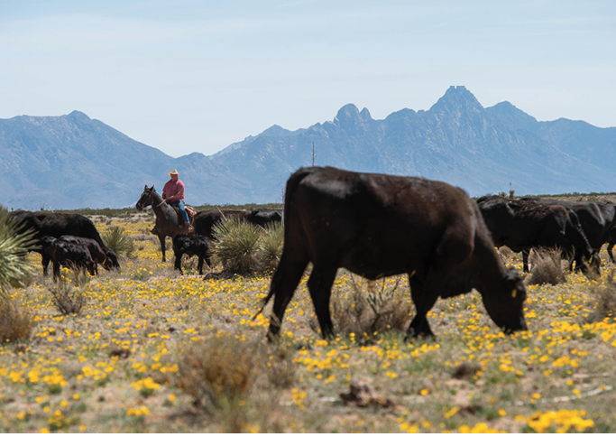 Photo of cattle grazing over poppies.