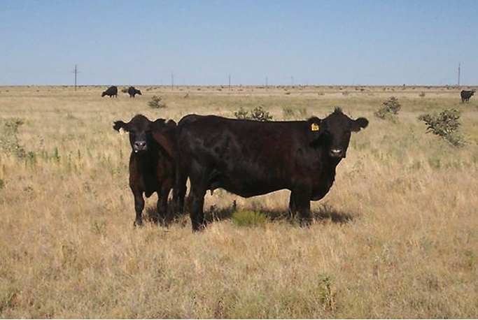 Photo of two black cows standing on a field, both staring at the camera.