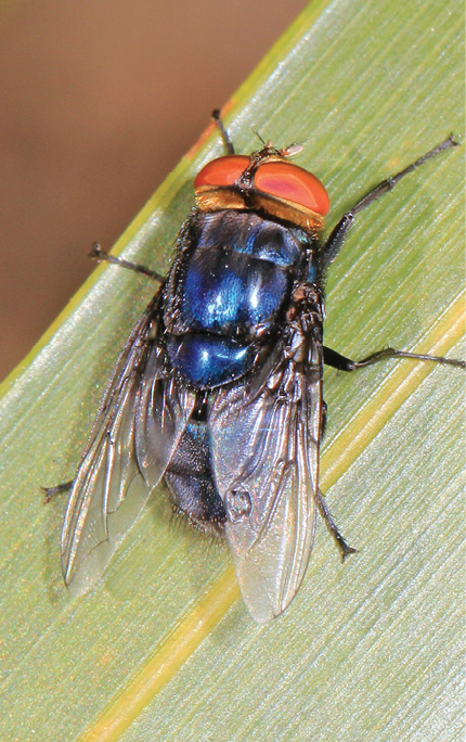 Macro photograph of Cochliomyia hominivorax (New World Screwworm fly) on a leaf.