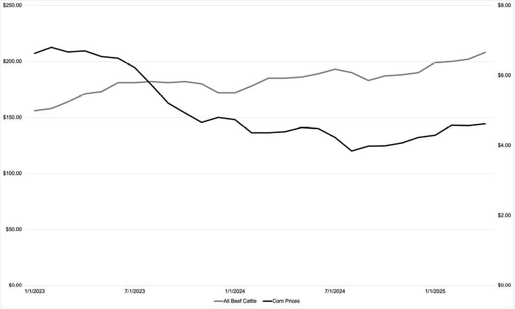 Line graph comparing average beef cattle prices and corn prices over time from January 2023 to January 2025.