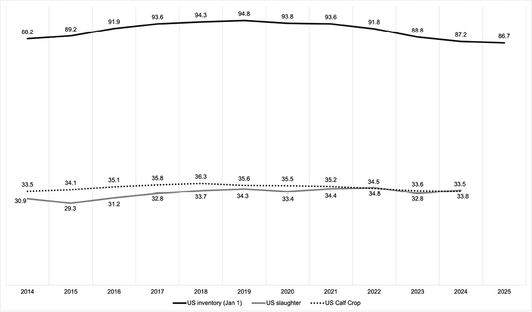 Line graph depicting trends in US cattle inventory, slaughter rates, and calf crop from 2014 to 2025, showing a general decline in inventory and slaughter with fluctuations in calf crop numbers.
