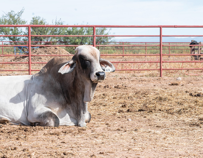 A Brahman bull lounging in a dusty pen, surrounded by fences and sparse vegetation.