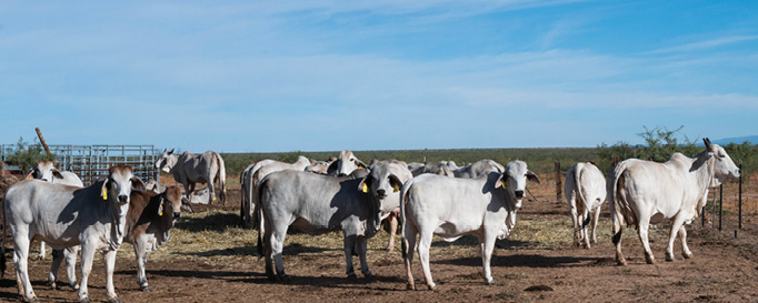 Photo of cattle in a corralled field. 