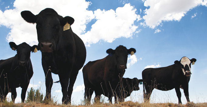 A group of black cows grazing under a blue sky with fluffy clouds.