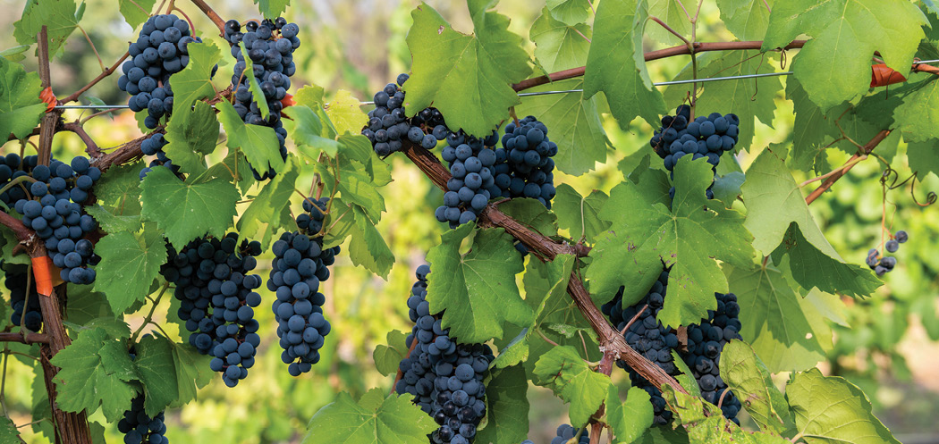 Clusters of ripe dark purple grapes hanging on a vine surrounded by green leaves in a vineyard.
