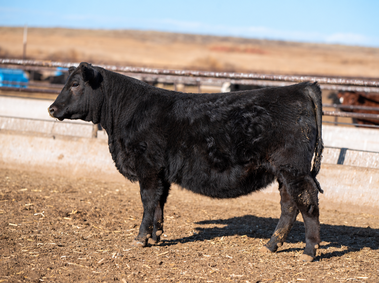 Black calf standing in a dirt pen at a feedlot, with fencing and open fields in the background.