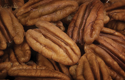 Photograph of pecan nuts.