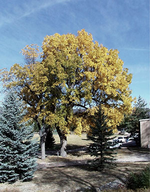Figure 06: Photograph of cottonwood and conifer trees.