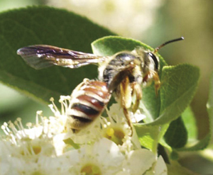 Photograph of Andrena sp. on Prunus virginiana