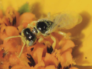 Photograph of Perdita sp. on Layia platyglossa.