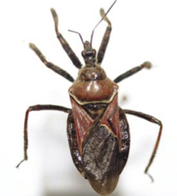 Photograph of bee assassin bug.