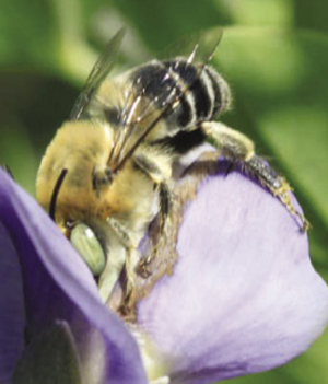 Photograph of bee on flower of Baptisia.