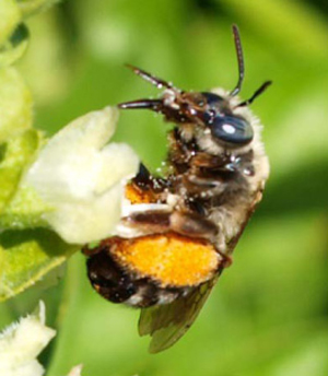 Photograph of bee on flower of basil (Ocimum basilicum)