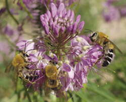 Photo of bees on flower