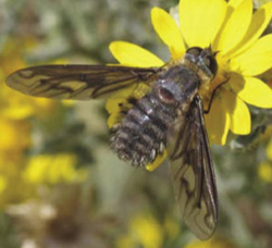 Photograph of a bee fly.