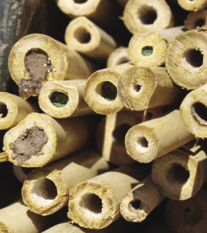 Close-up photograph of bamboo nesting tubes: some have been sealed with mud, others with chewed leaf material.