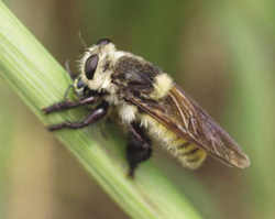 Photographof a bee-mimicking robber fly waiting for prey.