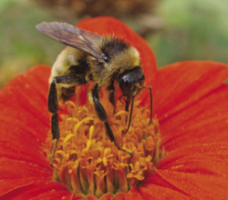 Photograph of bumble bee.