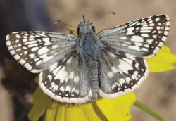 Photograph of a butterfly