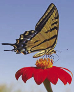 Photograph of a butterfly