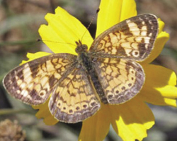 Photograph of a butterfly