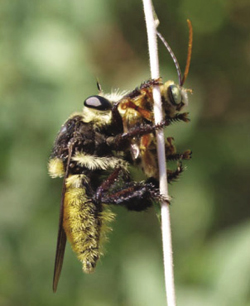 Photographof a bee-mimicking robber fly with captured long-horned bee.