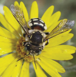 Photograph of a carder bee (Anthidium sp.) on Machaeranthera pinnatifida.