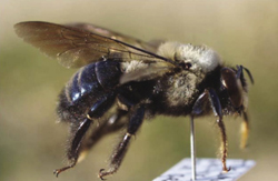 Photograph of carpenter bee (Xylocopa sp.).