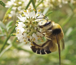 Photograph of Caupolicana yarrowi on Dalea candida.