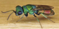 Photograph of Chrysidid wasp