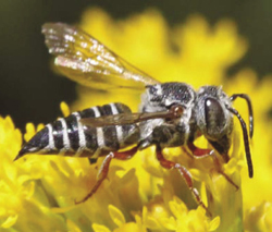Photograph of Coelioxys female on goldenrod (Solidago sp.).