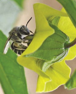 Photograph of a Colletes sp. buzz-pollinating a tomatillo flower.