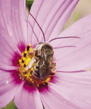  Photograph of male long-horned bee on Cosmos bipinnatus. 