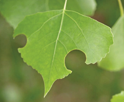 Photograph of cottonwood leaf damaged by leaf-cutter bee. 