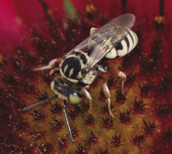 Photograph of cuckoo bee.