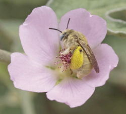 Photograph of female Diadasia sp. on caliche globemallow (Sphaeralcea laxa).