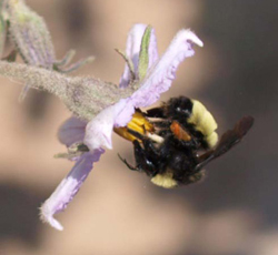 Photograph of bumble bee (Bombus sp.) ‘buzz-pollinating’ an eggplant flower.