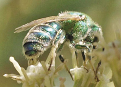 Photograph of Halictid bee on Emory’s baccharis (Baccharis emoryi).