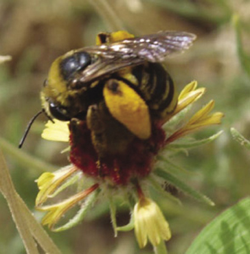 Photograph of ground nesting native bee on Gaillardia pinnatifida.
