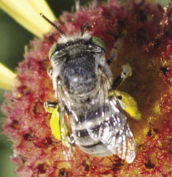 Photograph of Anthophora on Gaillardia pinnatifida