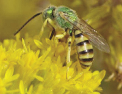 Photograph of Halictid bee on goldenrod (Solidago sp.).