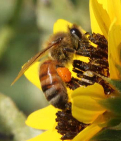 Photograph of honeybee on Helianthus petiolaris.