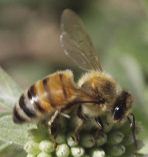 Photograph of honeybee.