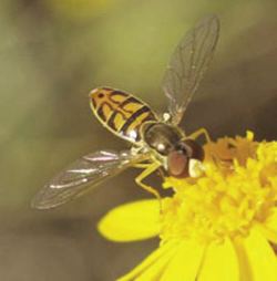 Photograph of a hoverfly