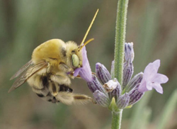 Photograph of male long-horned bee (Martinapis sp.) on lavender.