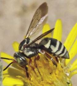 Photograph of cuckoo bee on Machaeranthera pinnatifida.