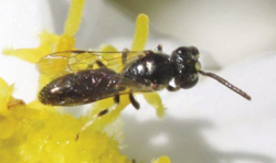 Photograph of Hylaeus sp. on Melampodium leucanthum.