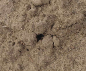 Photograph of ground nesting bee’s entrance to nest.