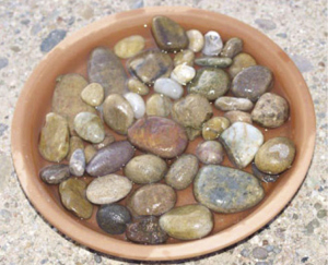 Photograph of water dish with pebbles.