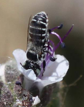 Photograph of native bee on Phacelia integrifolia.